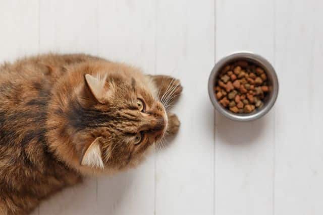 Kat met Kattenvoer van boven