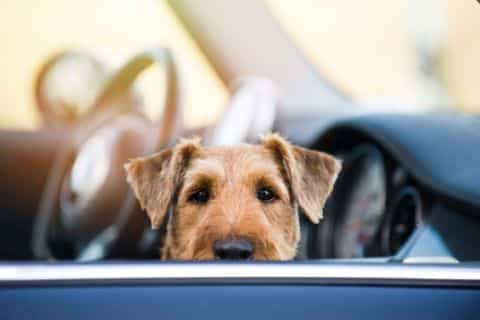 Hond in de auto op de voorstoel