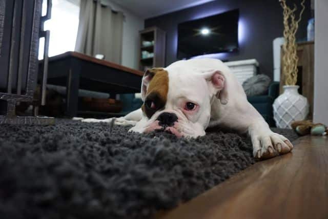 Engelse Bulldog op vloerkleed