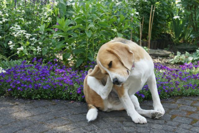 Beagle krabt achter oor