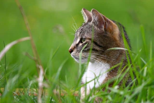 Oude kat in het gras