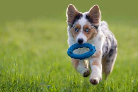 puppy sport workout