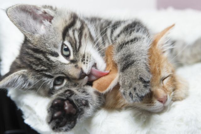 Kitten verzorgd andere kitten
