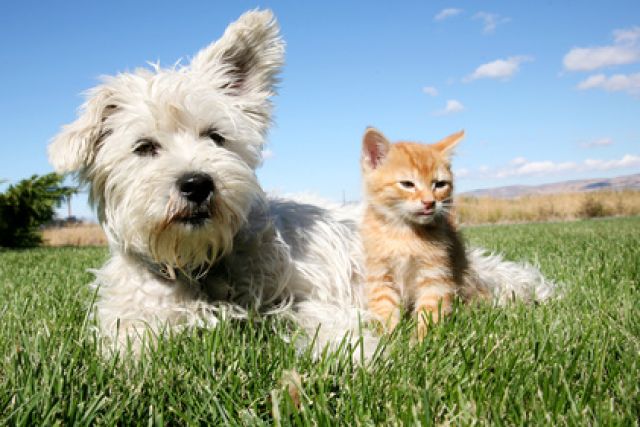 westland high terrier en kitten