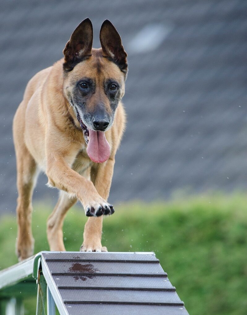 agility hond