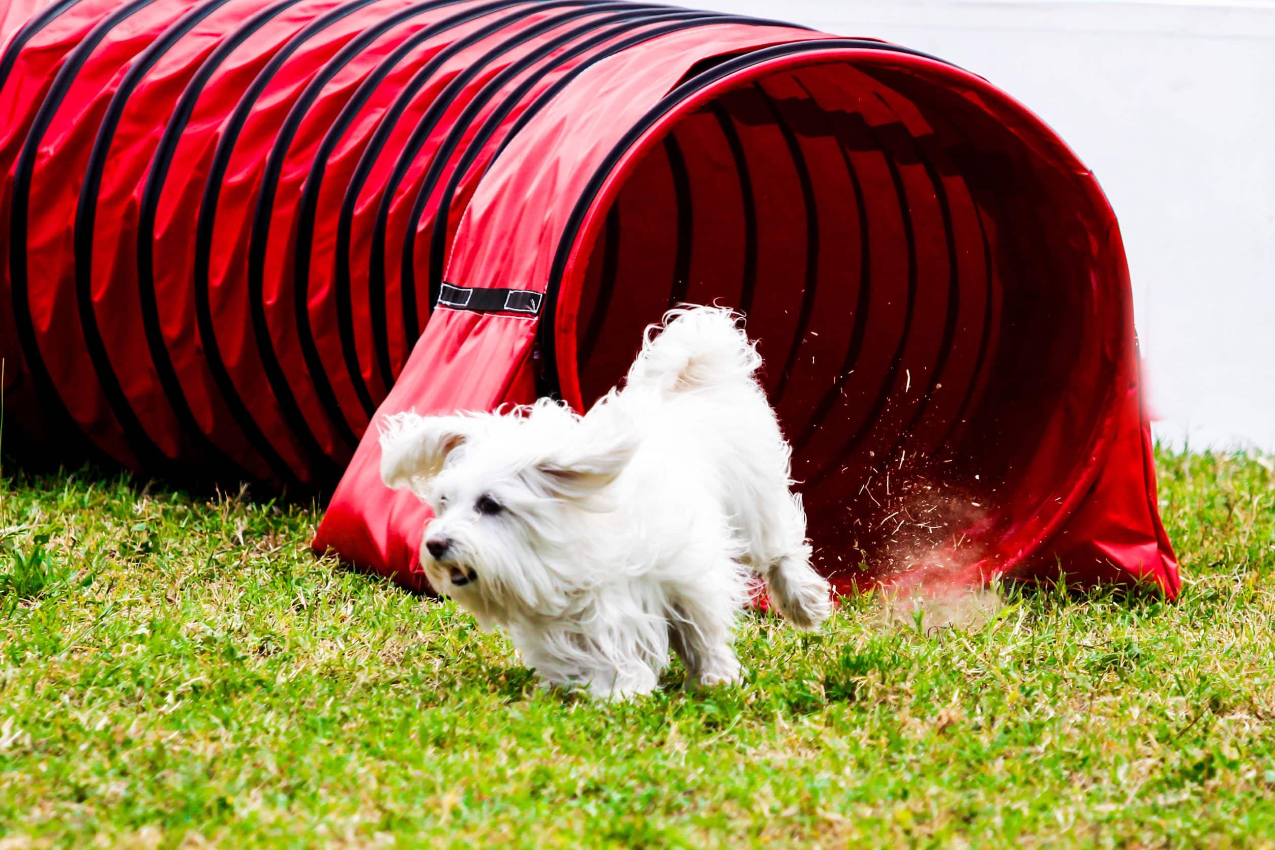 behendigheid-geschikt-voor-iedere-hond