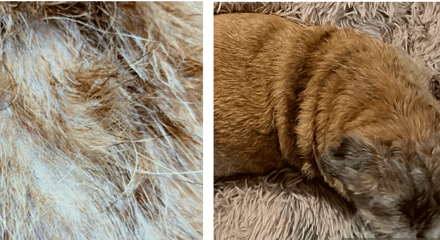 review-erika-sensitive-lamb
