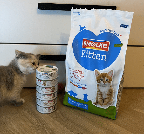 Review-Kitten-Lychnis