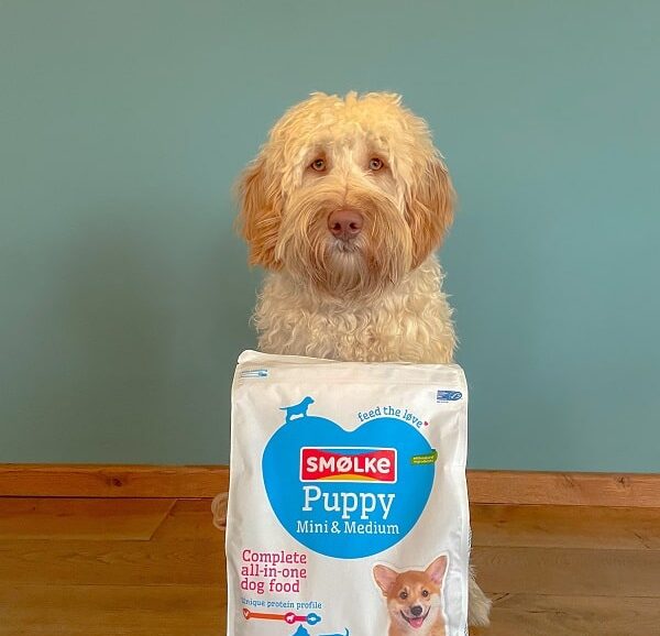 Review-Puppy-MiniMedium