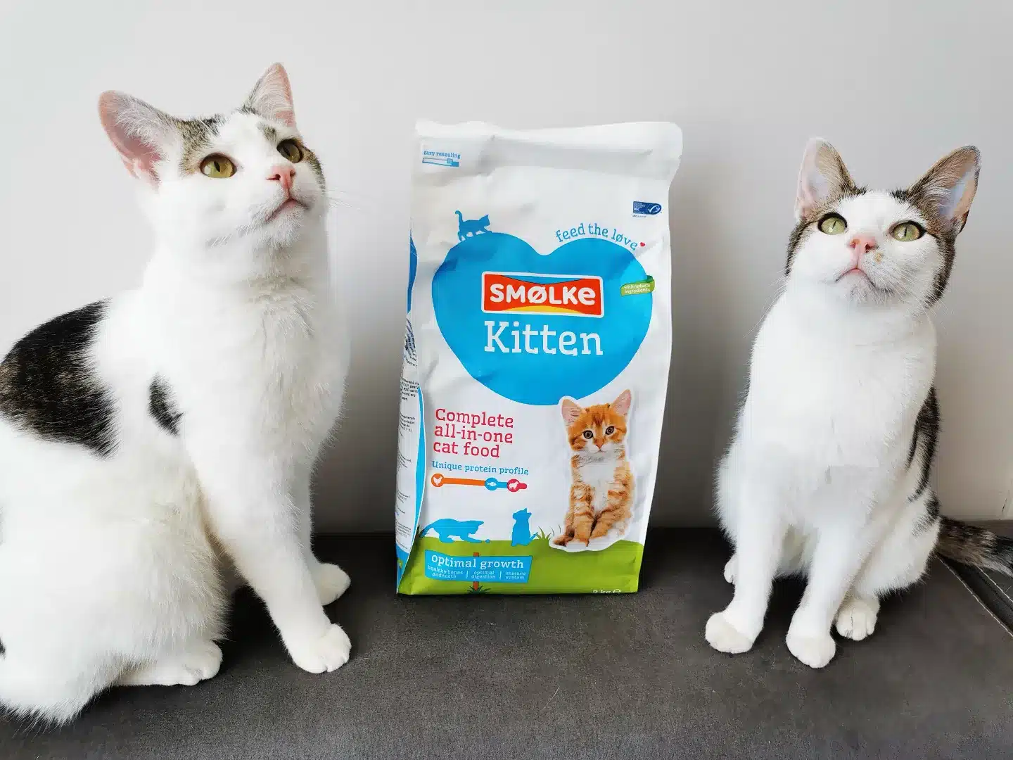 review-kitten